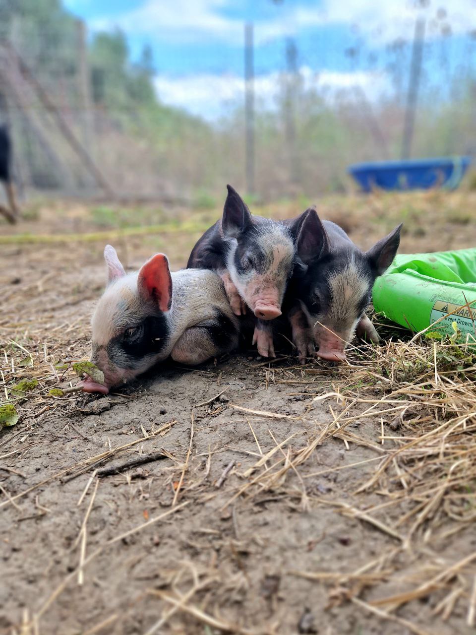 Pig Family Sponsorship