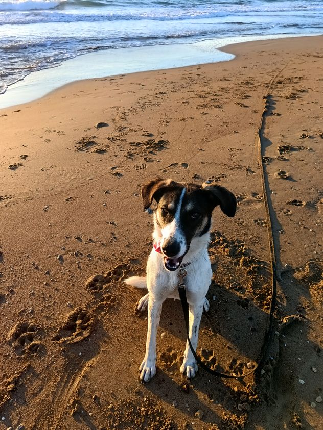 Piper