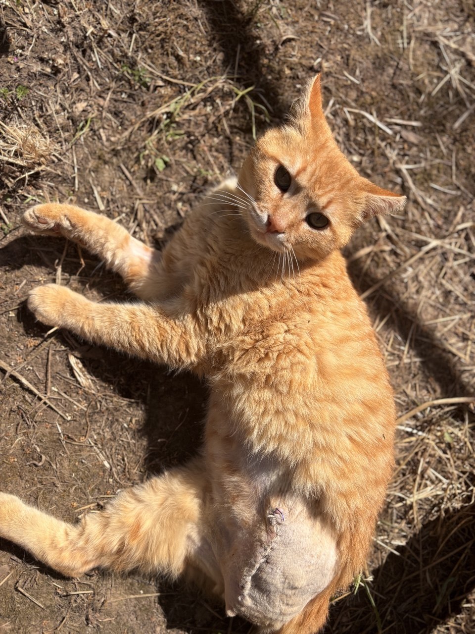 Möttis
