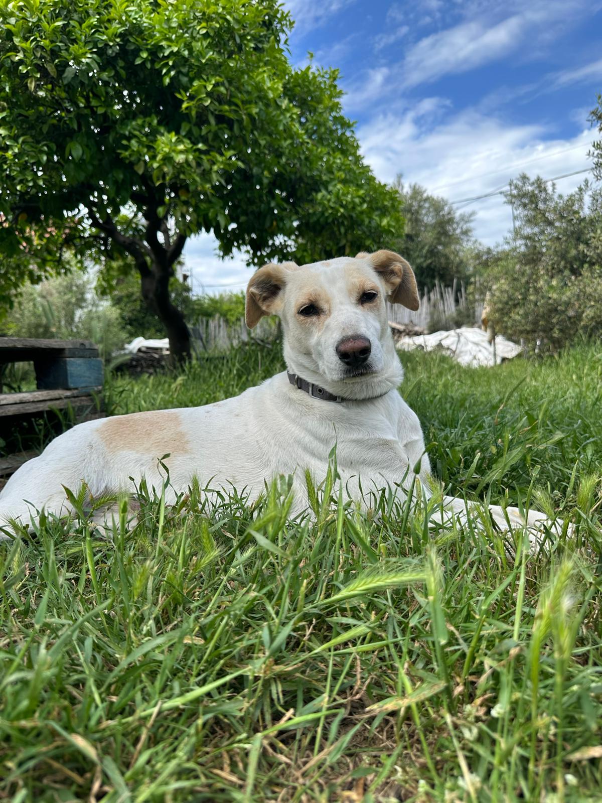 Nala