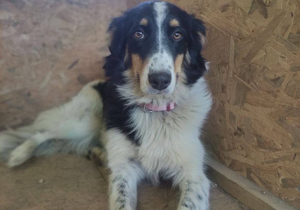 Frieda