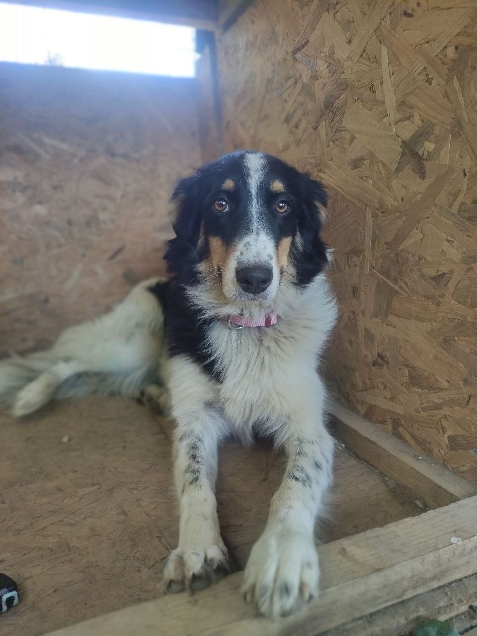Frieda
