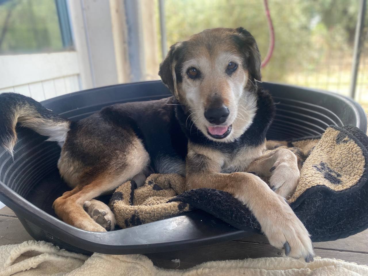 Old Lady